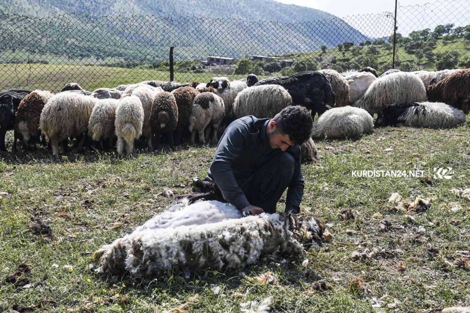 بالصور | الأغنام تنتعش بـ